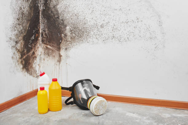 Best Residential Mold Removal  in Cross Plains, TX