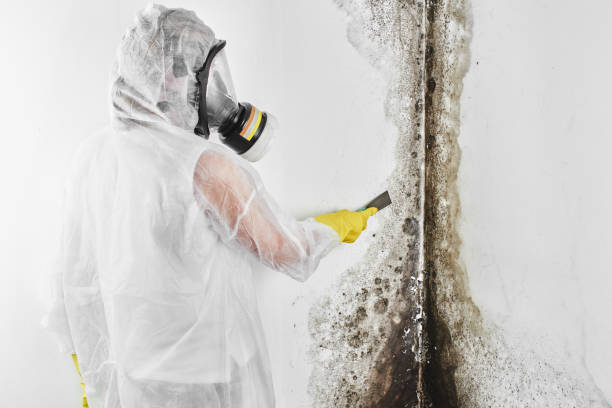 Best Local Mold Removal Service  in Cross Plains, TX