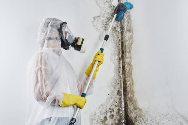 Best Mold Remediation  in Cross Plains, TX