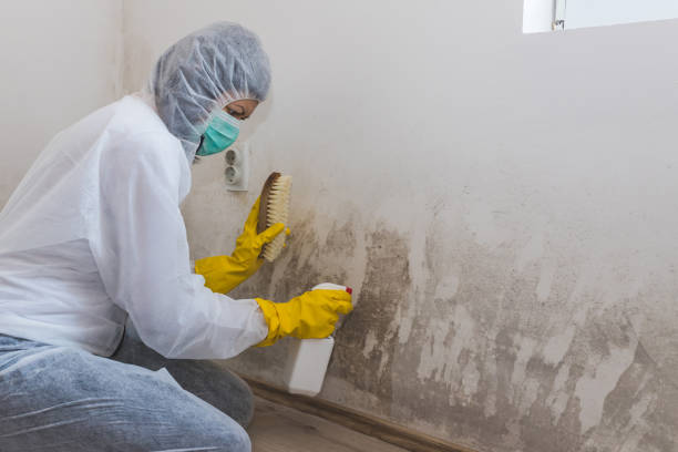 Best Professional Mold Removal  in Cross Plains, TX