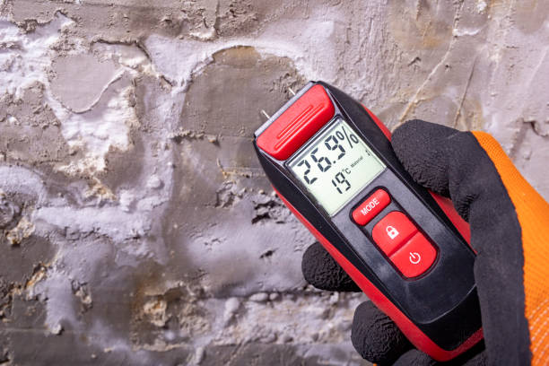 Best Black Mold Removal  in Cross Plains, TX