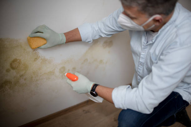 Cross Plains, TX Mold Removal Company