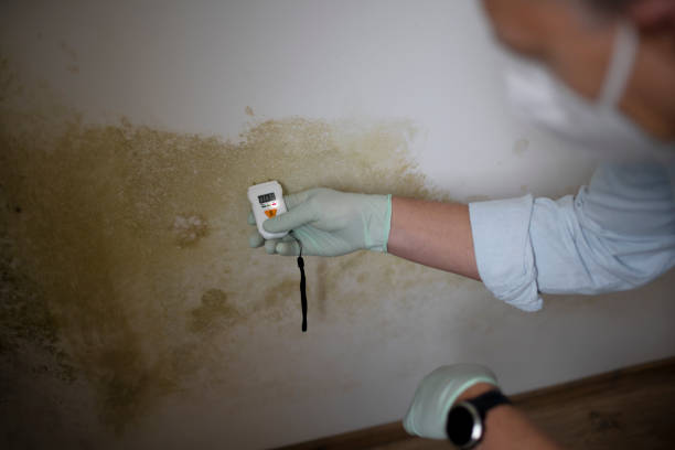 Best Mold Removal and Inspection  in Cross Plains, TX