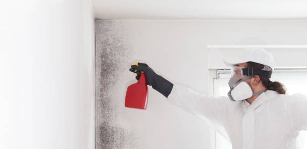 Professional Mold Removal in Cross Plains, TX