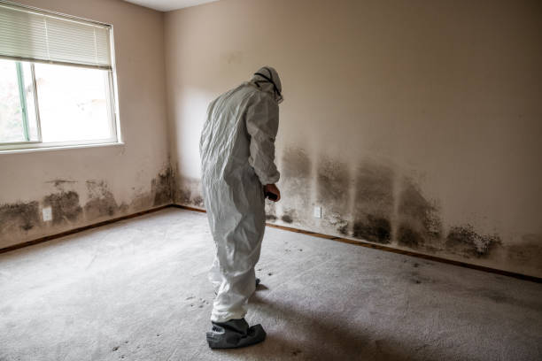 Best Black Mold Removal  in Cross Plains, TX