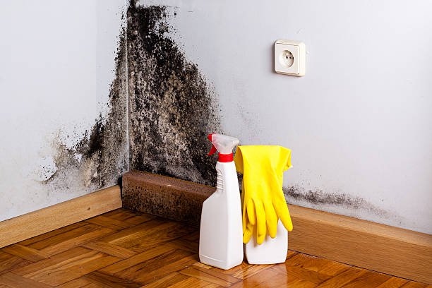 Best Toxic Mold Removal  in Cross Plains, TX