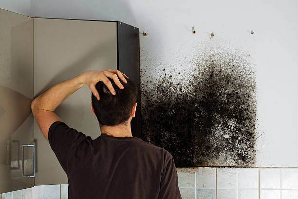 Best Mold Testing and Removal  in Cross Plains, TX