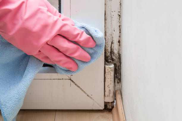 Mold Removal Process in Cross Plains, TX