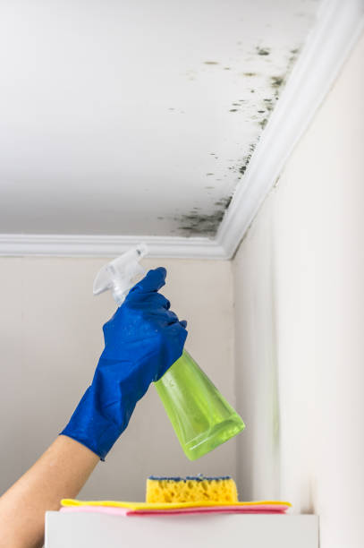 Best Commercial Mold Removal  in Cross Plains, TX